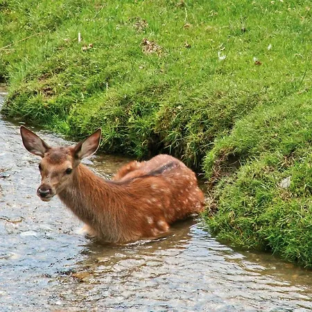 Fogadó Gaestezimmer Buchegger *
