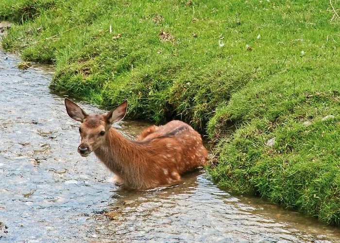 Zajazd Gaestezimmer Buchegger *