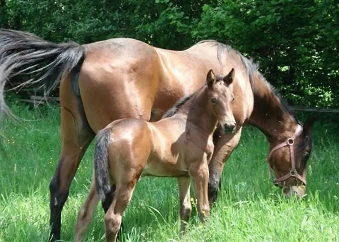 Zajazd Gaestezimmer Buchegger Krumbach (Lower Austria)